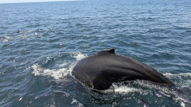 BlueWhale-2